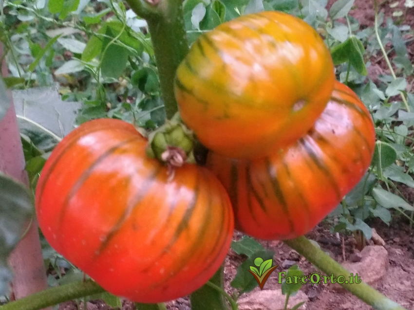 Melanzana rossa di Rotonda 3