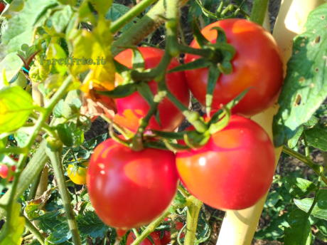 Pomodoro Piennolo di Barano d'Ischia