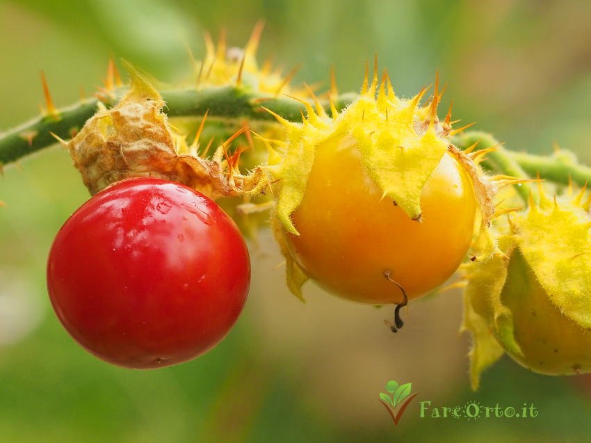 Pomodoro Litchi 3