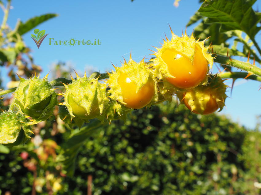Pomodoro Litchi 4
