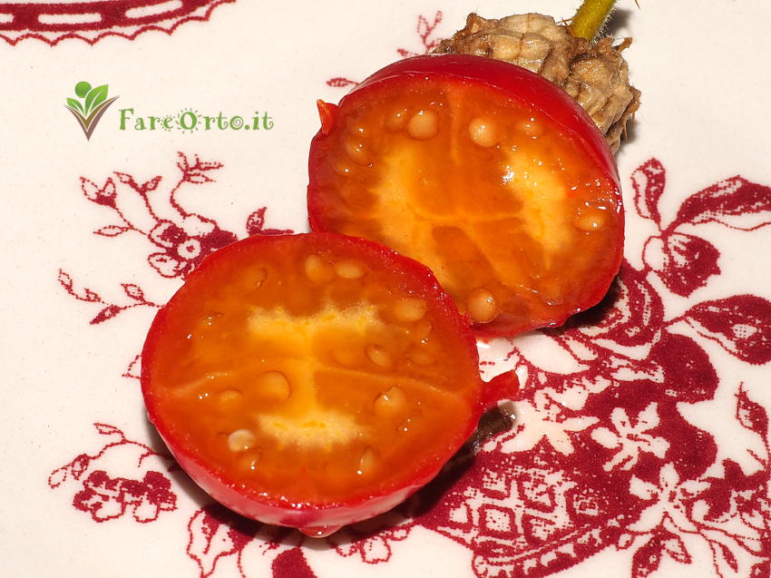 Pomodoro Litchi 6