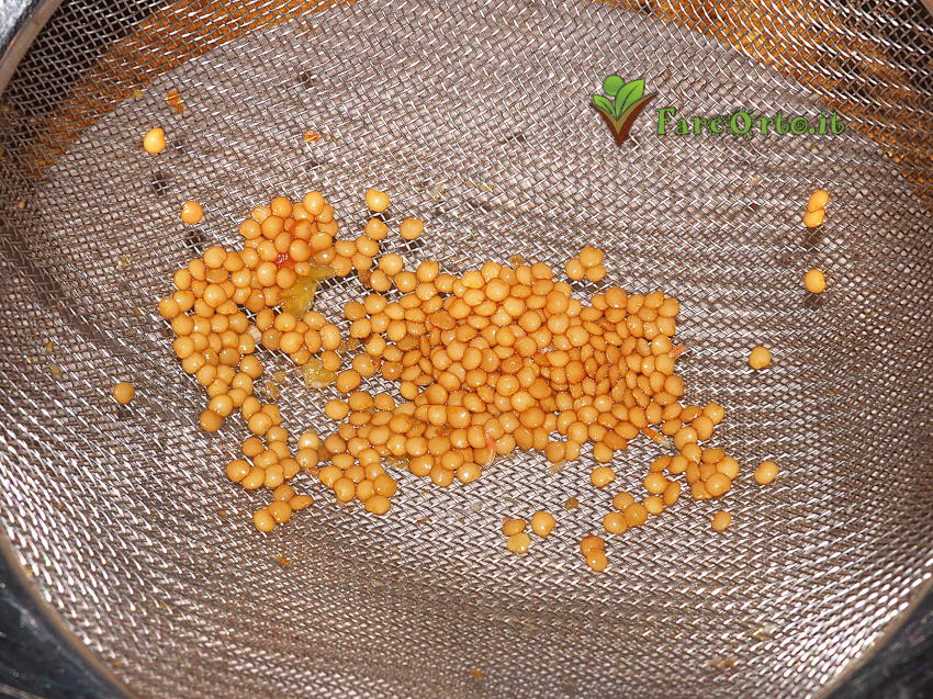 Pomodoro Litchi 8