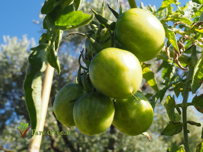Pomodoro Piennolo di Barano d'Ischia 1