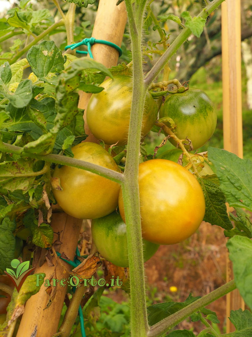 Pomodoro Piennolo di Barano d'Ischia 2