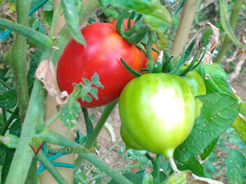Pomodoro Piennolo di Barano d'Ischia 3