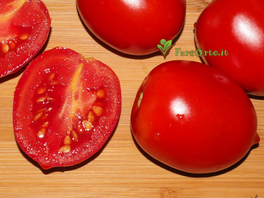 Pomodoro Piennolo di Barano d'Ischia