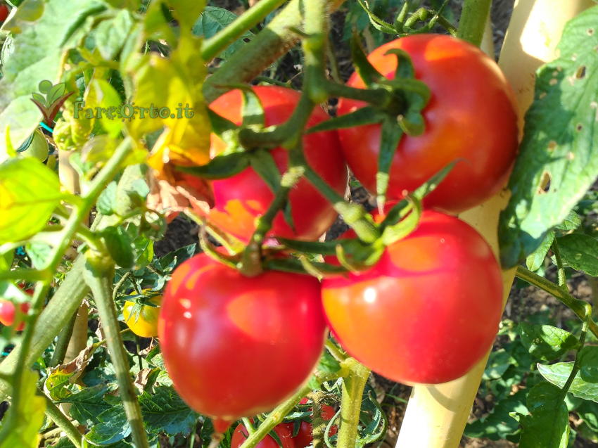 Pomodoro Piennolo di Barano d'Ischia
